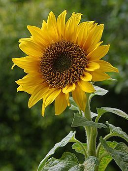 260px-a_sunflower.jpg